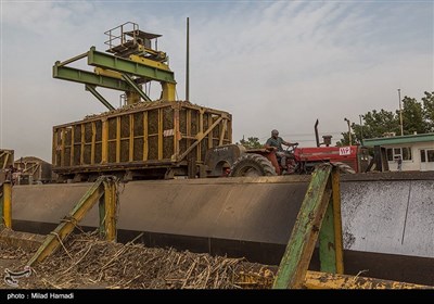 برداشت نیشکر از مزارع نیشکر دعبل خزاعی- خوزستان