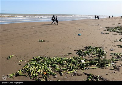 ساحل کلاچای گیلان در محاصره گیاه مهاجم سنبل آبی