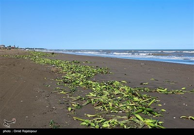 ساحل کلاچای گیلان در محاصره گیاه مهاجم سنبل آبی