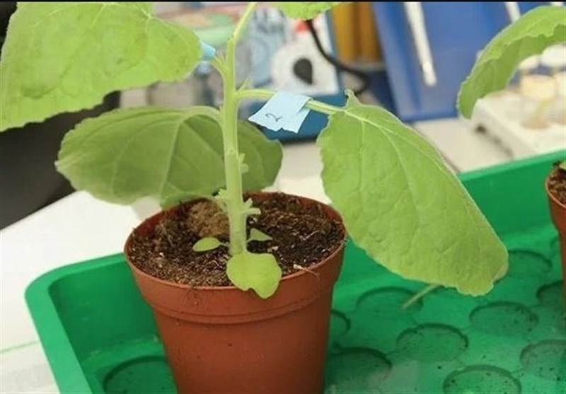 Flu Vaccine Derived from Tobacco Plants Passes Clinical Trials