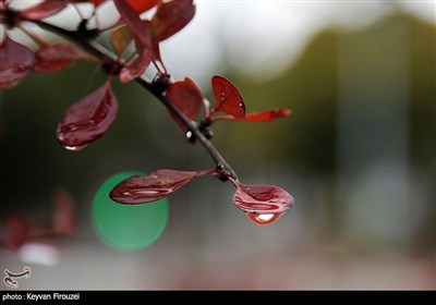 بارش باران پاییزی در سنندج