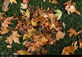 برگ های پاییزی