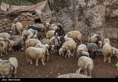  ادامه روند افزایش قیمت گوشت قرمز در کرمانشاه/ دستور دادستان برای بستن همه خروجی‌های قاچاق دام 