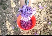 گشت و گذار در زعفرانی‌ترین روستای ایران/وقتی دلالان دسترنج یک ساله کشاورزان را به نازل‌ترین قیمت خریداری می‌کنند