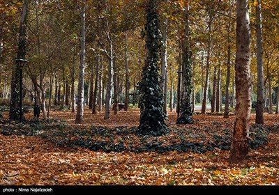 Fall Foliage in Parks Attracts People in Mashhad