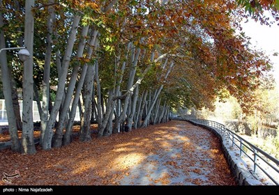 Fall Foliage in Parks Attracts People in Mashhad