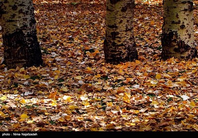 Fall Foliage in Parks Attracts People in Mashhad