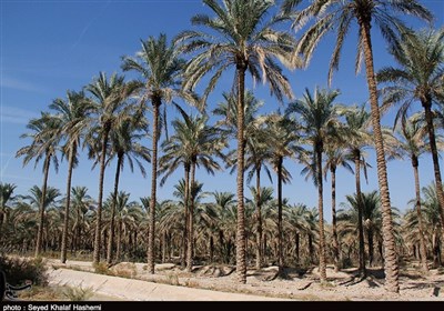  ۱۶۴ هزار تن محصول از نخل‌های استان بوشهر برداشت شد+تصاویر 