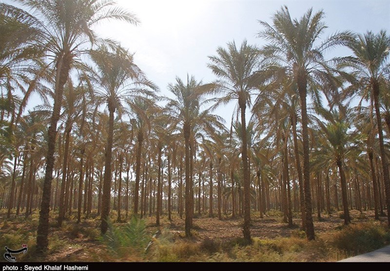 مطالبه کشاورزان استان بوشهر در تعدیل قیمت آب‌بهای نخیلات بررسی می‌شود‌