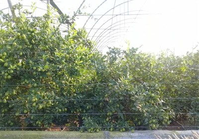 فاجعه یخبندان؛ کابوس زمستانی برای باغداران لیموی چرام