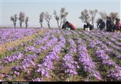 375 تن پیاز زعفران رایگان بین کشاورزان کرمانشاهی توزیع شد