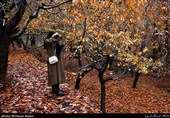 پاییز در ارتفاعات جماران