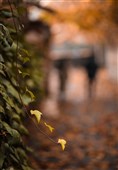 پاییز در ارتفاعات جماران