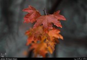 پاییز در ارتفاعات جماران