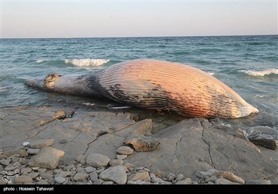لاشه یک نهنگ در ساحل سیمرغ کیش