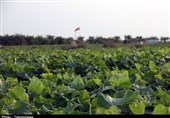 برداشت محصول خیار سبز در بخش توکهور میناب از دریچه دوربین تسنیم