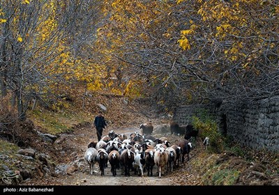 طبیعت پاییزی الشتر - لرستان