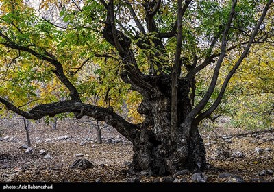 طبیعت پاییزی الشتر - لرستان