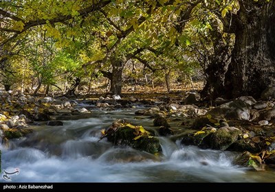 طبیعت پاییزی الشتر - لرستان