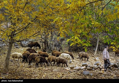 طبیعت پاییزی الشتر - لرستان