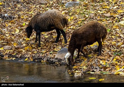 طبیعت پاییزی الشتر - لرستان