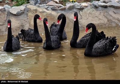 باغ پرندگان قم