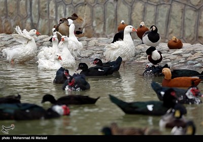 باغ پرندگان قم