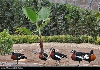 باغ پرندگان قم