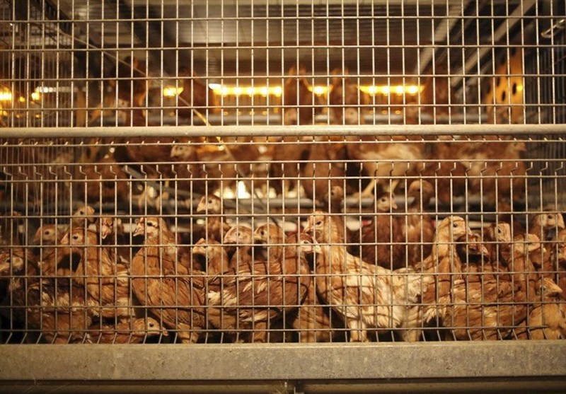 Dutch Authorities Cull 190,000 Chickens after Bird Flu Outbreak