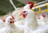 تداوم روند کاهشی قیمت مرغ در کرمانشاه/ مصرف روزانه مرغ به 100 تن کاهش یافته است
