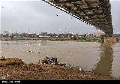 ``پل سفید اهواز میزبان پرندگان مهاجر