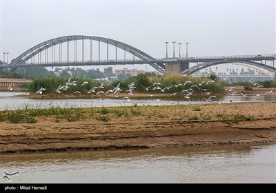 ``پل سفید اهواز میزبان پرندگان مهاجر