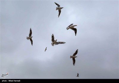 ``پل سفید اهواز میزبان پرندگان مهاجر