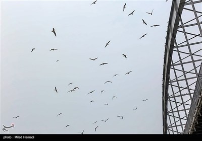 ``پل سفید اهواز میزبان پرندگان مهاجر