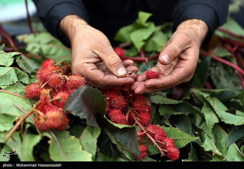 کشف 95 کیلو ماده مخدر &quot;داتورا&quot; از یک گلخانه در جنوب تهران + تصاویر