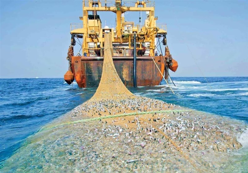 توقیف شناور غیرمجاز صید ترال در بندر جاسک/کشف 600 کیلوگرم انواع آبزیان از لنج + فیلم