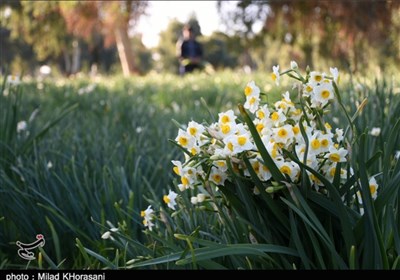 سودجویی دلالان و کرونا نفس نرگس کاران خراسان جنوبی را تنگ کرده است
