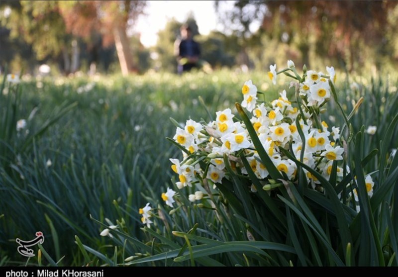 10 هزار شاخه گل نرگس از استان خراسان جنوبی به امارات صادر می‌شود