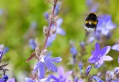 Next-Generation Drones Could Learn from Bumblebees&apos; Flight