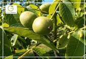 خرید نهال گردو بدون مراجعه حضوری چگونه انجام می گیرد ؟