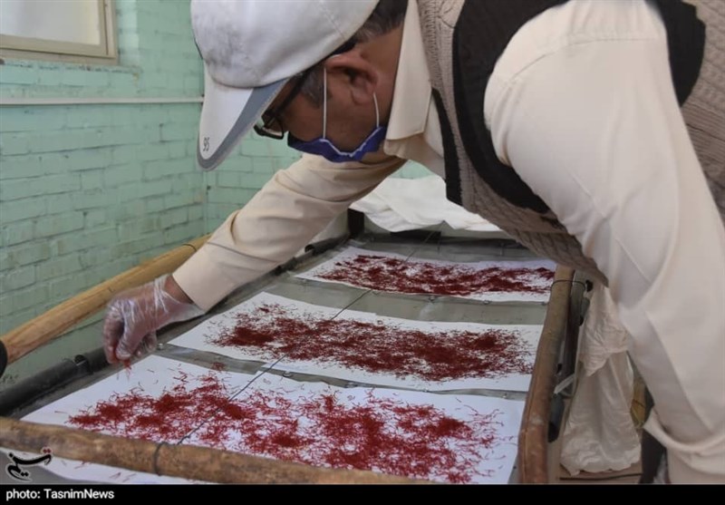 800 کیلو زعفران از کشاورزان استان خراسان جنوبی خریداری شد