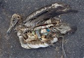 فیلم// بلایی که زباله‌‍‌‌های پلاستیکی بر سرِ محیط زیست می‌آورند