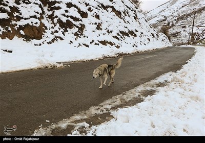 بازگشایی جاده‌ها و امدادرسانی در اشکورات گیلان