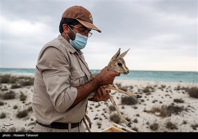 رها سازی آهوی ایرانی در کیش