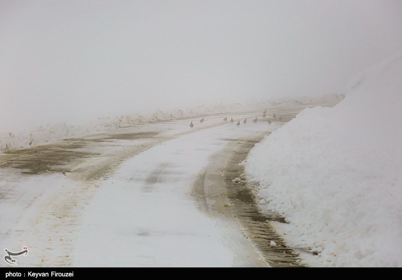 تمامی محور‌های مواصلاتی استان فارس لغزنده است؛ بارش برف در محور سپیدان - اقلید