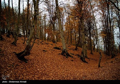 طبیعت پاییزی بهشهر مازندران