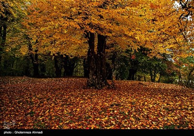 طبیعت پاییزی بهشهر مازندران