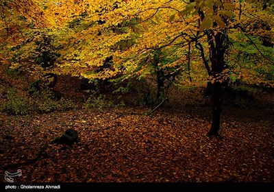 طبیعت پاییزی بهشهر مازندران