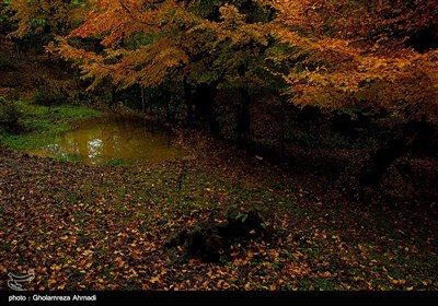 طبیعت پاییزی بهشهر مازندران