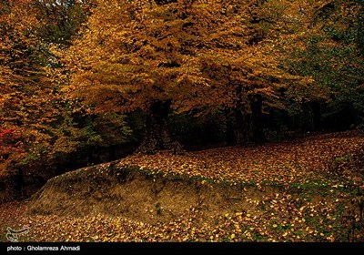 طبیعت پاییزی بهشهر مازندران